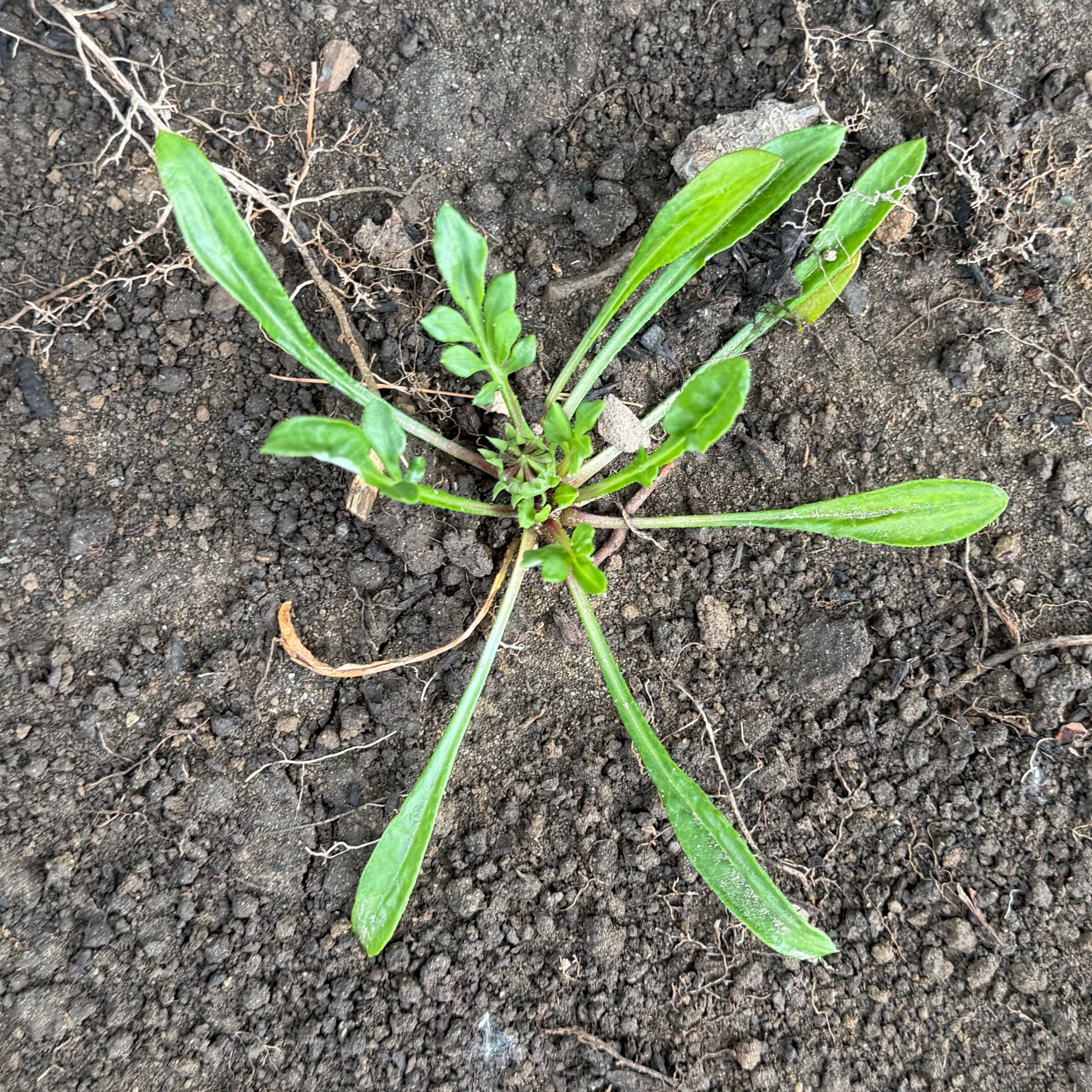 Photo of the plant species Common Beet by @CourtlyFlax93 named Huckleberry Fern on Greg, the plant care app