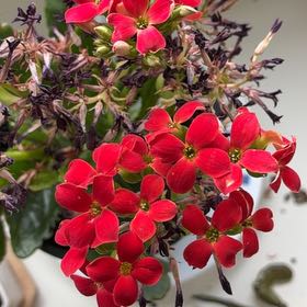 Photo of the plant species Panicle Hydrangea by @ShowyDropwort78 named Dolores on Greg, the plant care app