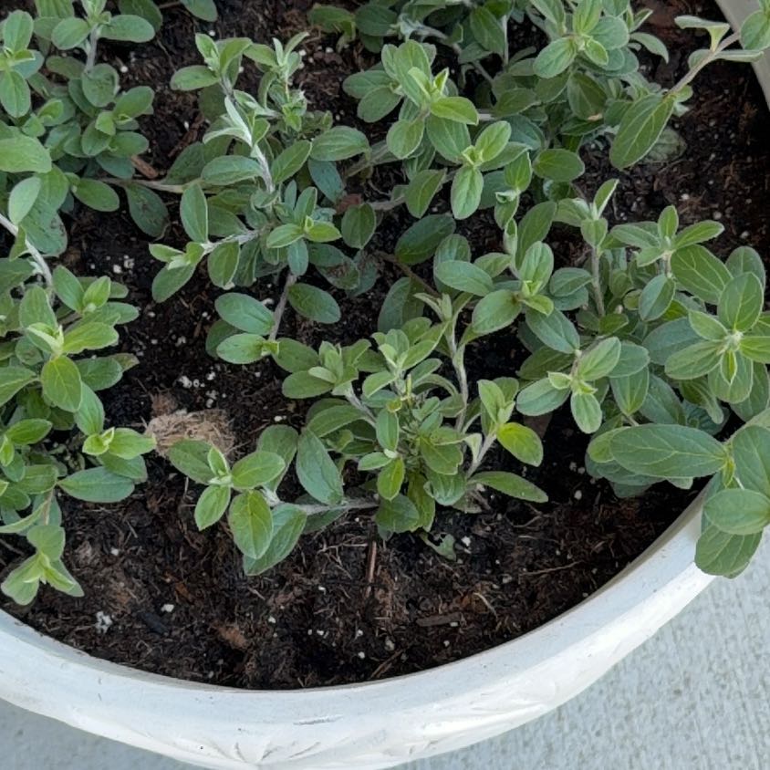 Photo of the plant species Blue My Mind Evolvulus by @StockyFlax named Taylor Swift on Greg, the plant care app