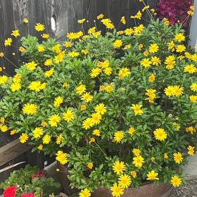 Photo of the plant species African Bush Daisy by @AnewAlula47 named Robert Plant on Greg, the plant care app