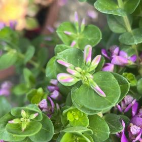 Photo of the plant species Myrtle-Leaf Milkwort by @AnewAlula47 named Scarlett on Greg, the plant care app