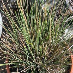 Photo of the plant species Spreading Rush by @AnewAlula47 named Nithin on Greg, the plant care app