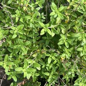 Photo of the plant species Blue Mountain Lilac by @AnewAlula47 named Dax on Greg, the plant care app
