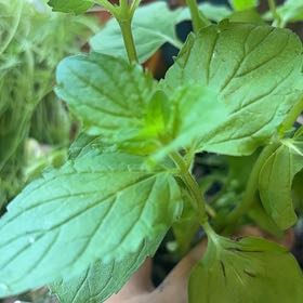 Photo of the plant species Bird's-Eye Speedwell by @ExuberantSucc79 named Mint on Greg, the plant care app