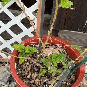 Photo of the plant species Marionberry by @BigMoonwort36 named Marion on Greg, the plant care app