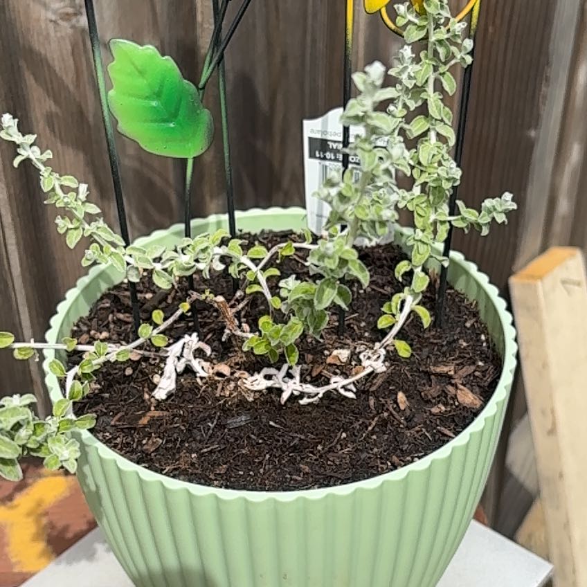 Photo of the plant species Trailing Dusty Miller by @BigMoonwort36 named Osmo on Greg, the plant care app