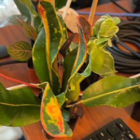 Photo of the plant species Mammy Croton by @JoysomeChosmo23 named Daphne on Greg, the plant care app