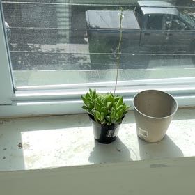 Photo of the plant species Star Window Plant by @FunCobnut91 named Achilles on Greg, the plant care app