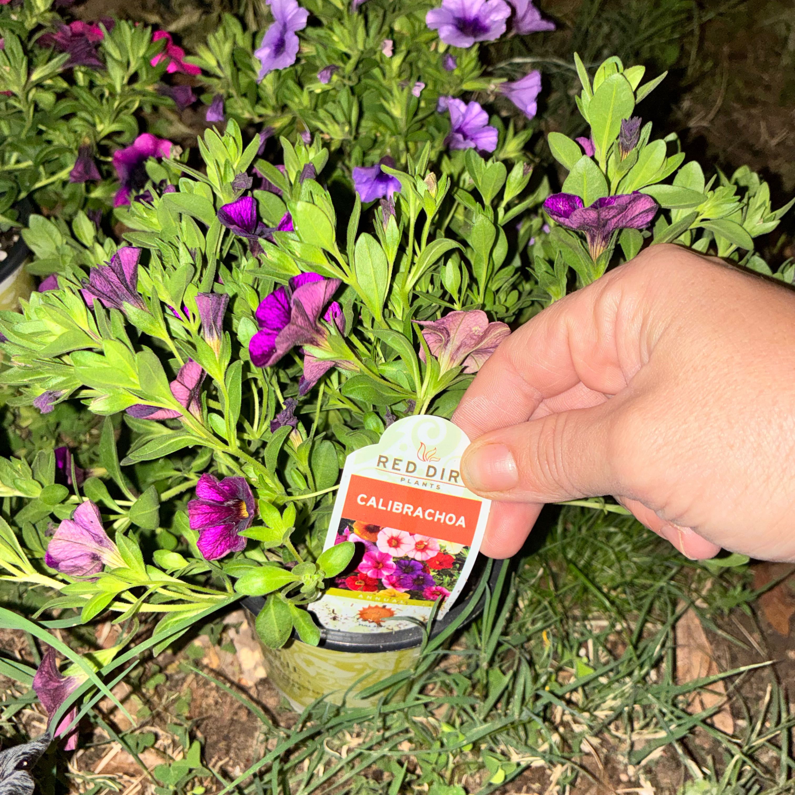 Photo of the plant species Myrtle-Leaf Milkwort by @HighclassMakole named Lavender on Greg, the plant care app