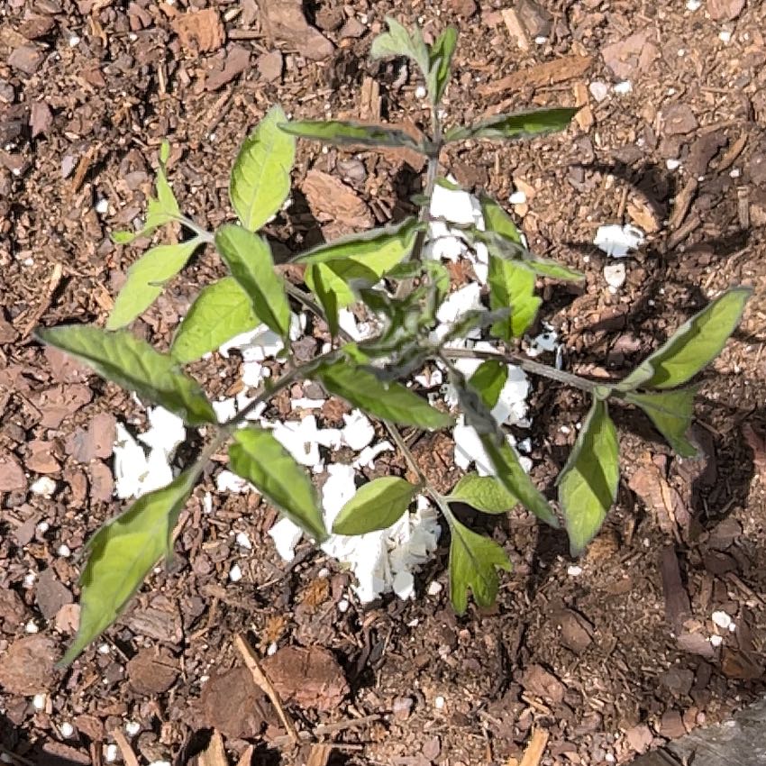 Photo of the plant species Cherokee Purple Tomato by @BeefyPignut1 named Marilyn on Greg, the plant care app