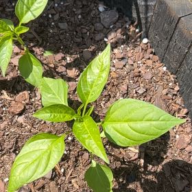 Photo of the plant species Jalapeno Pepper by @BeefyPignut1 named Baesil on Greg, the plant care app