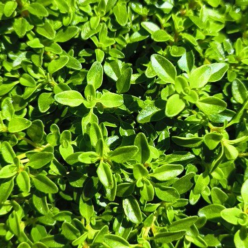 Photo of the plant species Large Thyme by @KeyTitoki66 named Hamilton on Greg, the plant care app