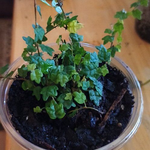 Photo of the plant species String of Frogs by @KeyTitoki66 named Michigan J on Greg, the plant care app
