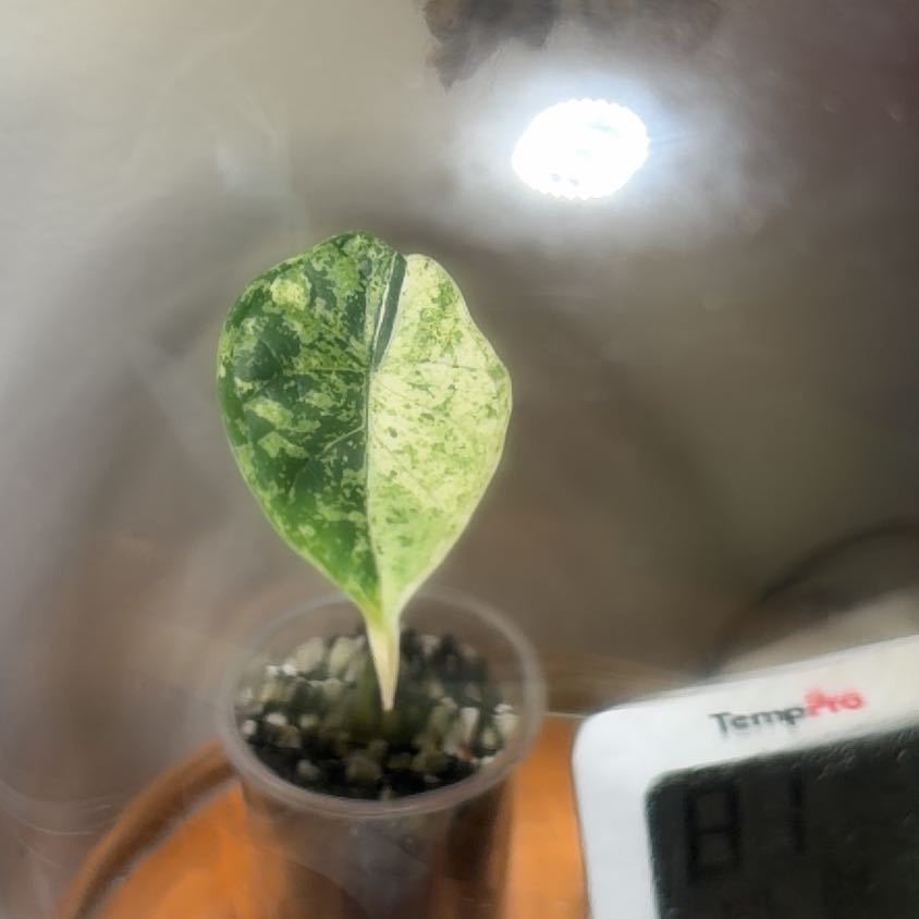 Photo of the plant species Alocasia Dragon Scale Mint by @FestiveBorage70 named Demi on Greg, the plant care app
