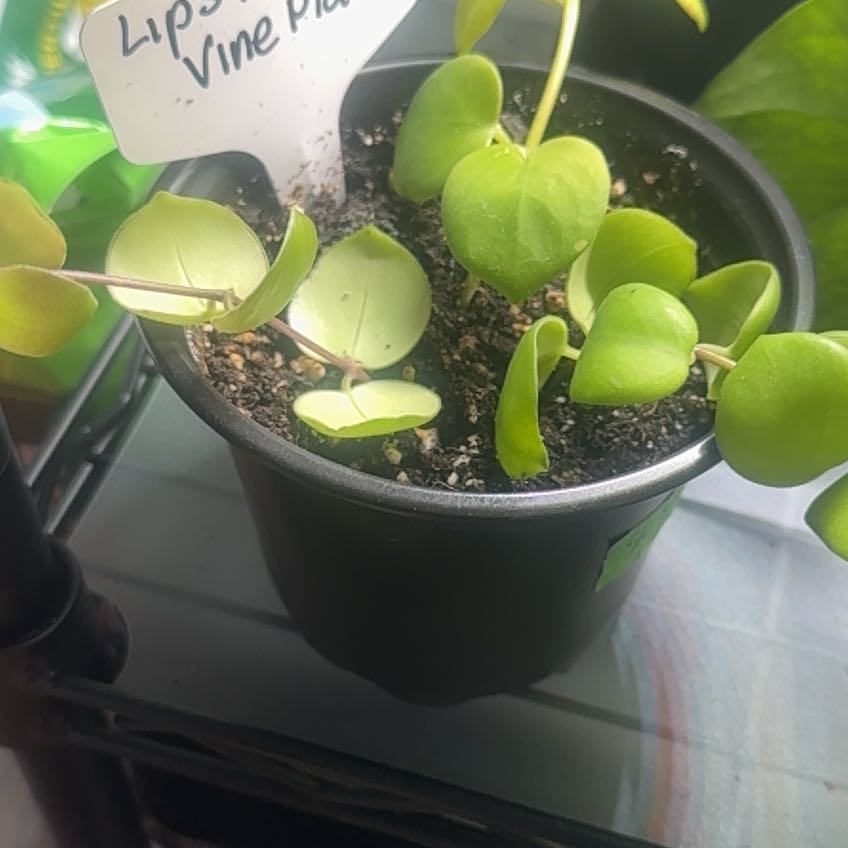 Photo of the plant species String of Nickels by @FunnyBaytree73 named Huckleberry Fern on Greg, the plant care app