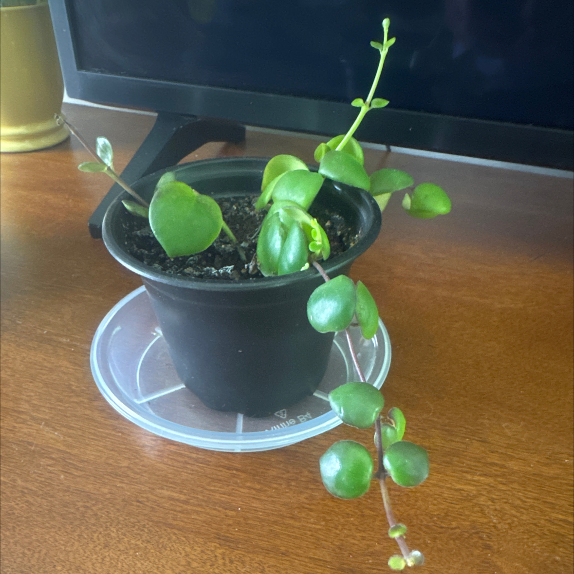 Photo of the plant species Dischidia Nummularia by @FunnyBaytree73 named Huckleberry Fern on Greg, the plant care app
