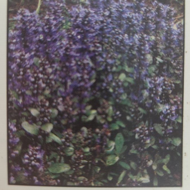 Photo of the plant species Chocolate Chip Ajuga by @GodlyBlue68 named Pax on Greg, the plant care app