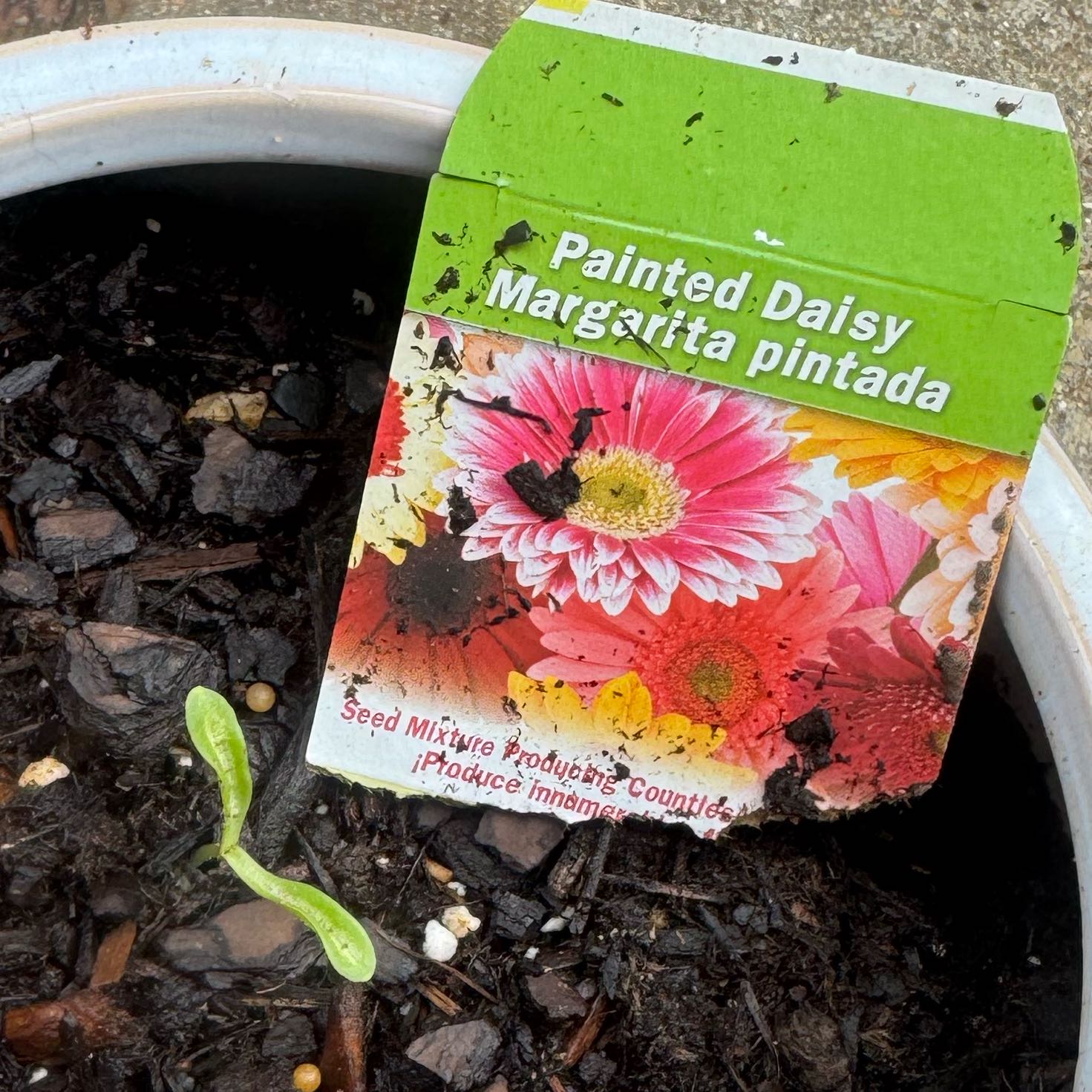 Photo of the plant species Painted Daisy 'Brenda' by @CuteFivespot87 named Scarlett on Greg, the plant care app