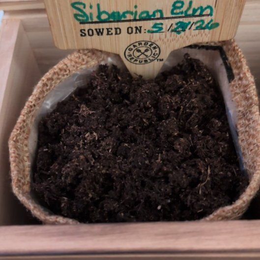 Photo of the plant species Siberian Elm by @WinCactus76 named Planty on Greg, the plant care app