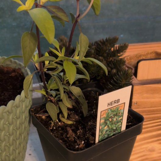 Photo of the plant species Thai Basil by @WinCactus76 named Osmosis on Greg, the plant care app
