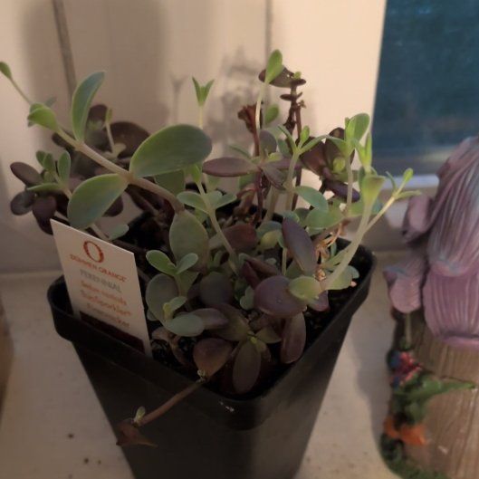 Photo of the plant species Sedum 'SunSparkler Firecracker' by @WinCactus76 named Naomi on Greg, the plant care app