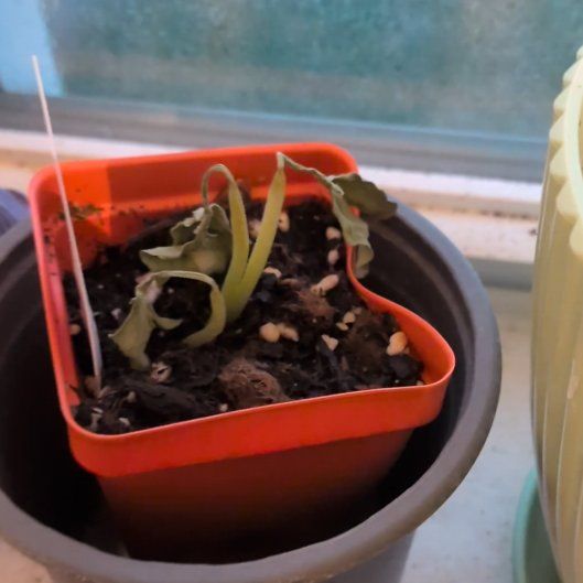 Photo of the plant species Watermelon by @WinCactus76 named Luna on Greg, the plant care app