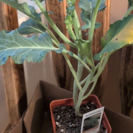 Photo of the plant species Broccoli by @WinCactus76 named Demi on Greg, the plant care app