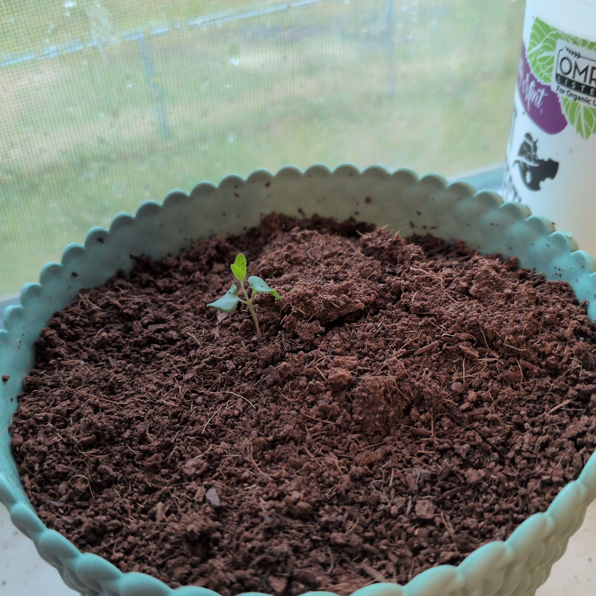 Photo of the plant species Eucalyptus by @WinCactus76 named Huckleberry Fern on Greg, the plant care app