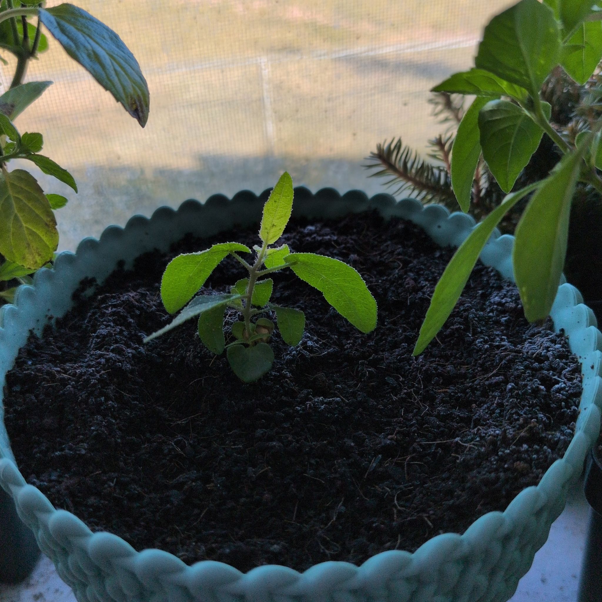 Photo of the plant species Eucalyptus by @WinCactus76 named Huckleberry Fern on Greg, the plant care app