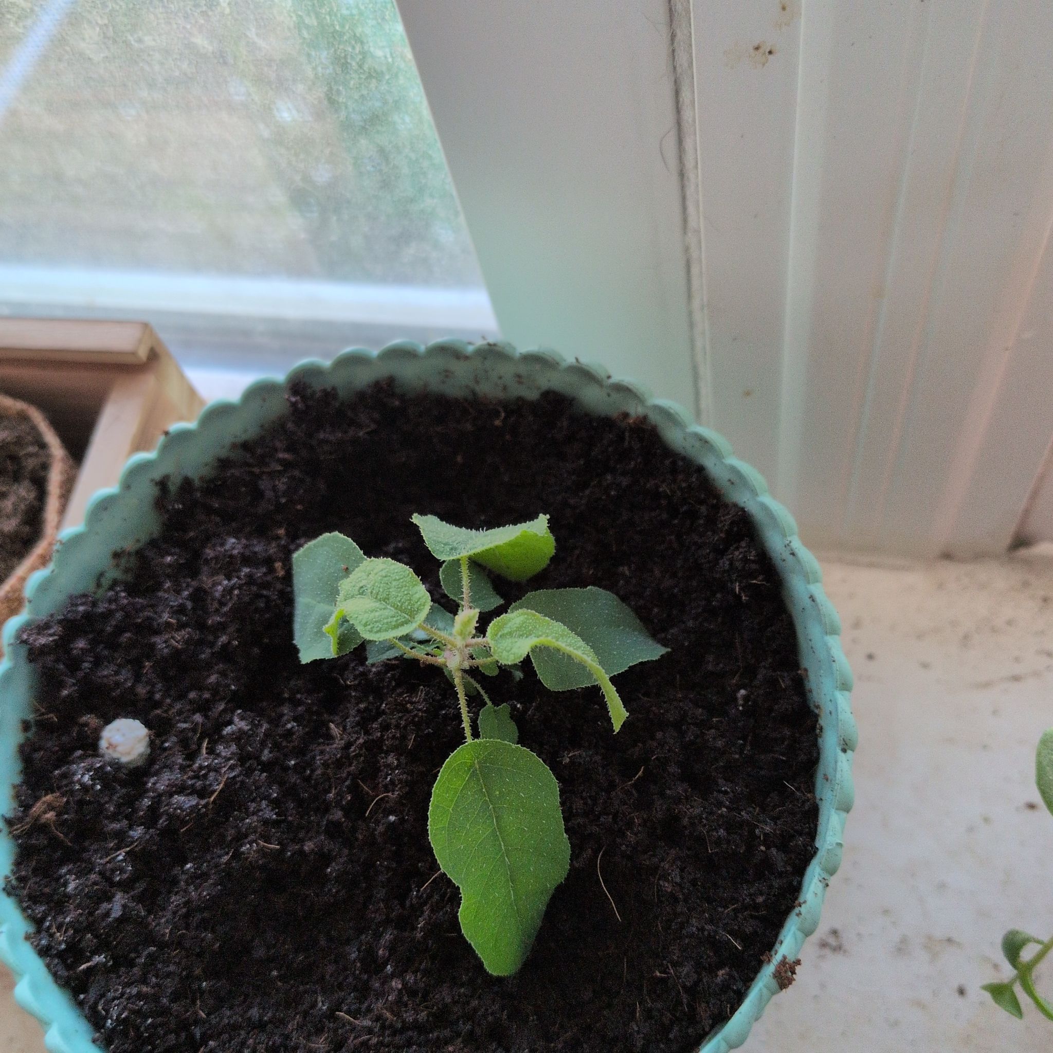 Photo of the plant species Eucalyptus by @WinCactus76 named Huckleberry Fern on Greg, the plant care app