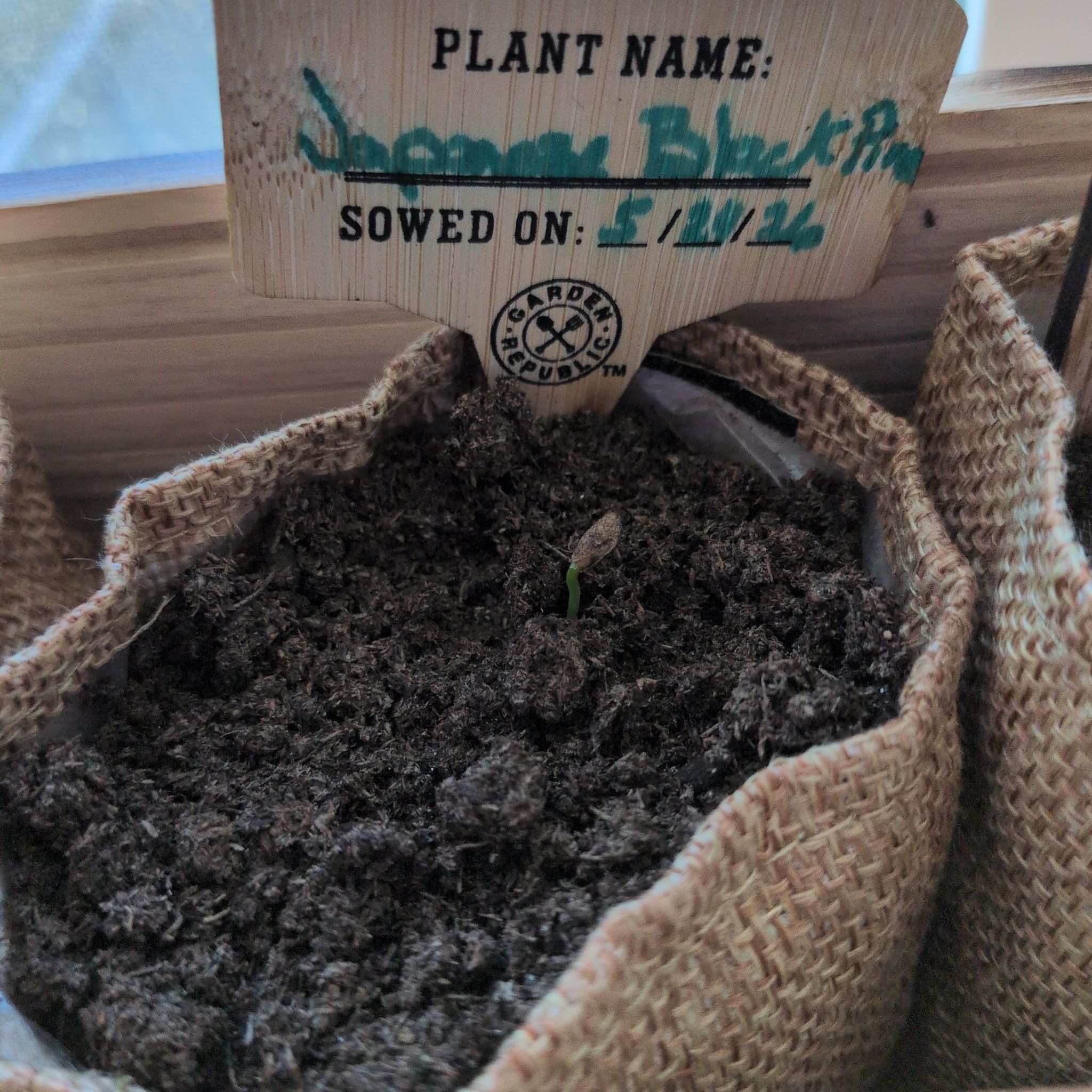 Photo of the plant species Japanese black pine by @WinCactus76 named Khaleesi on Greg, the plant care app