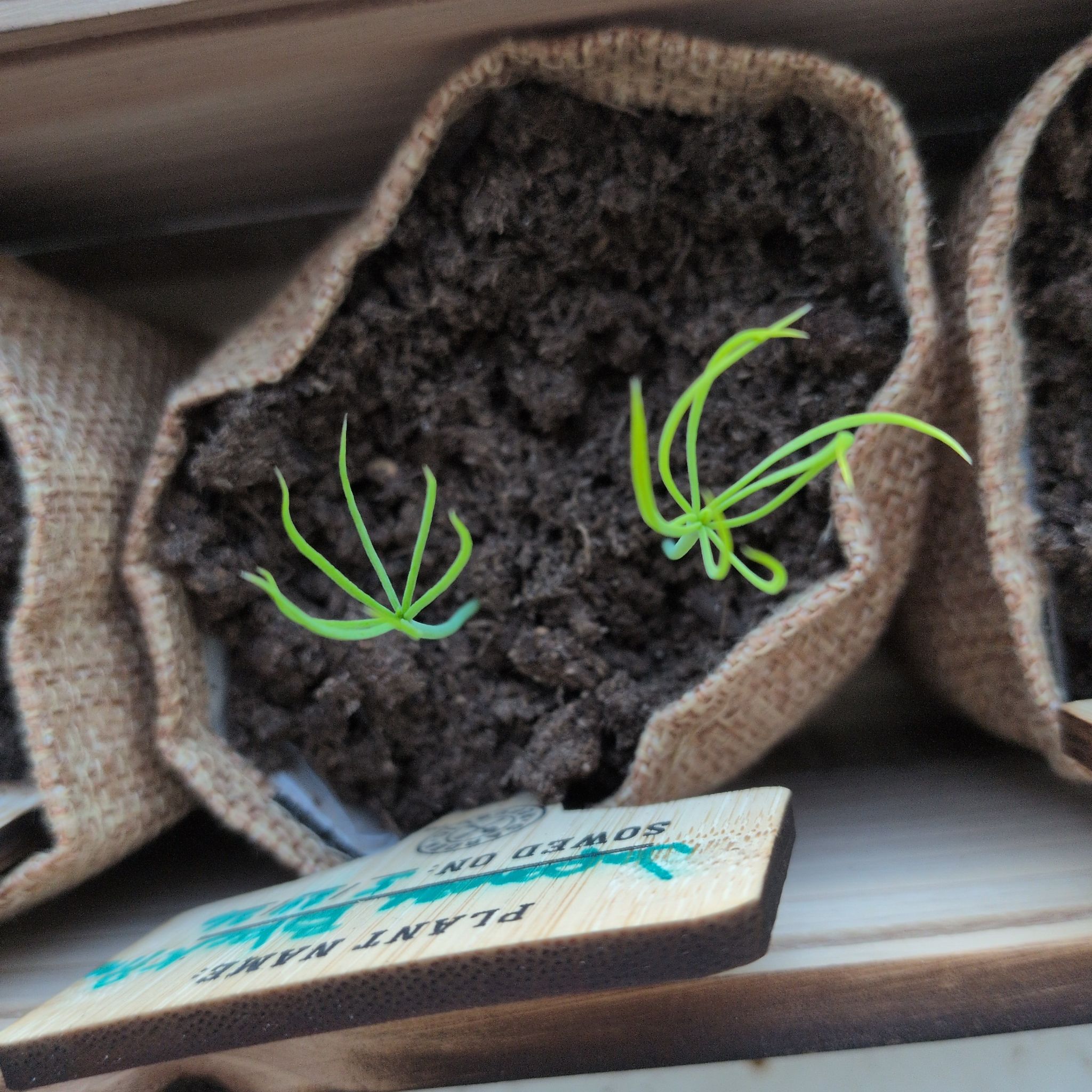 Photo of the plant species Japanese black pine by @WinCactus76 named Khaleesi on Greg, the plant care app