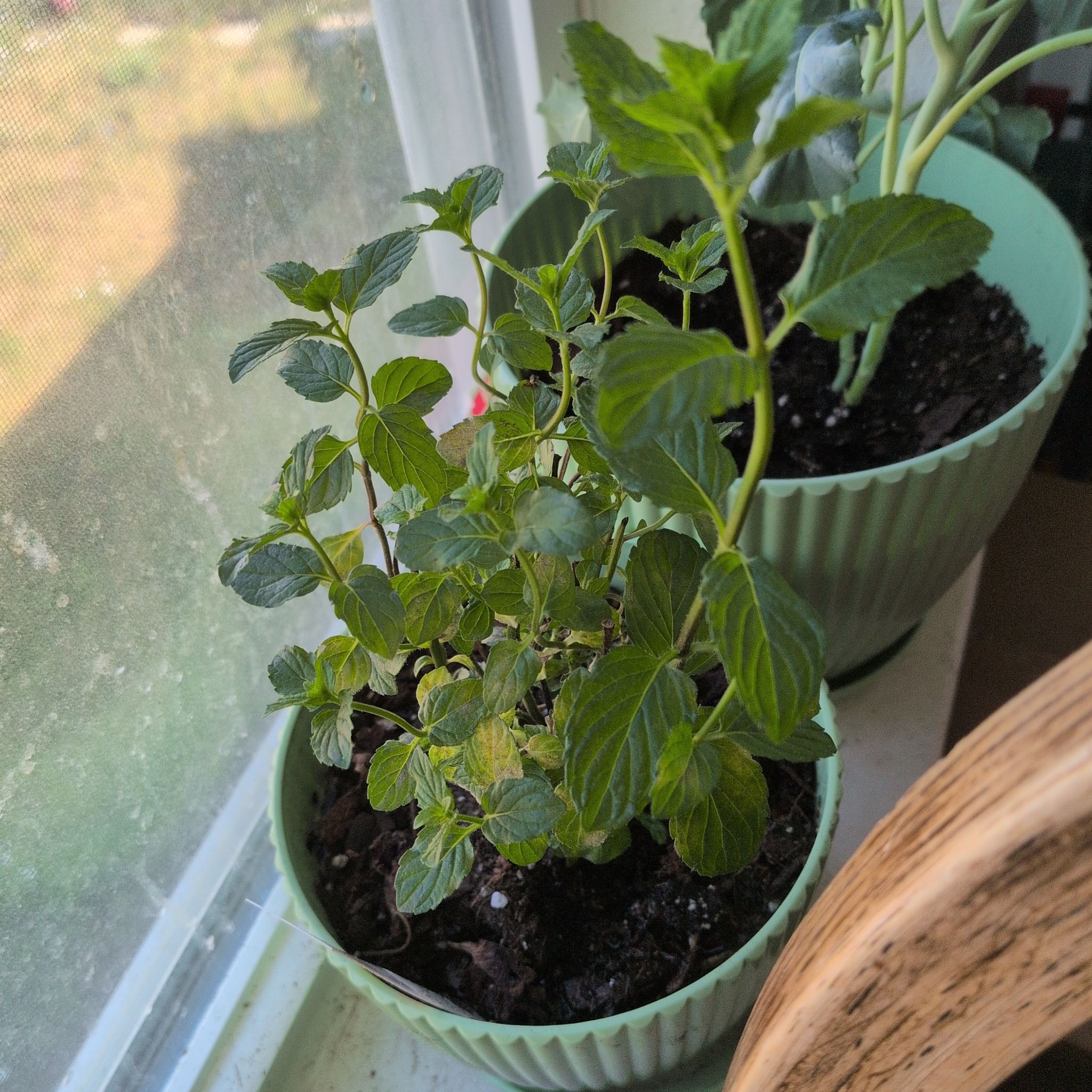 Photo of the plant species Mint by @WinCactus76 named Ronaldo on Greg, the plant care app
