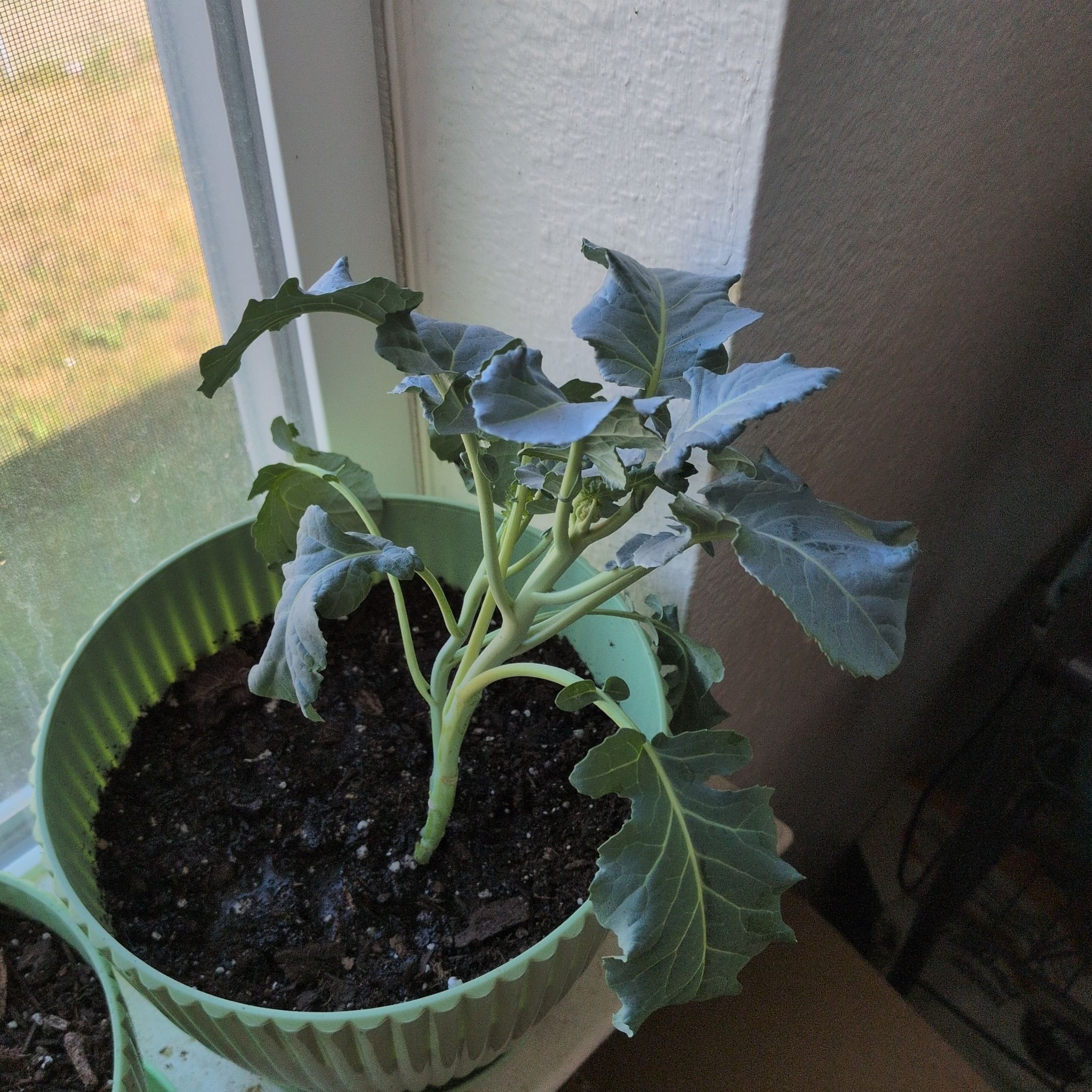 Photo of the plant species Broccoli by @WinCactus76 named Demi on Greg, the plant care app