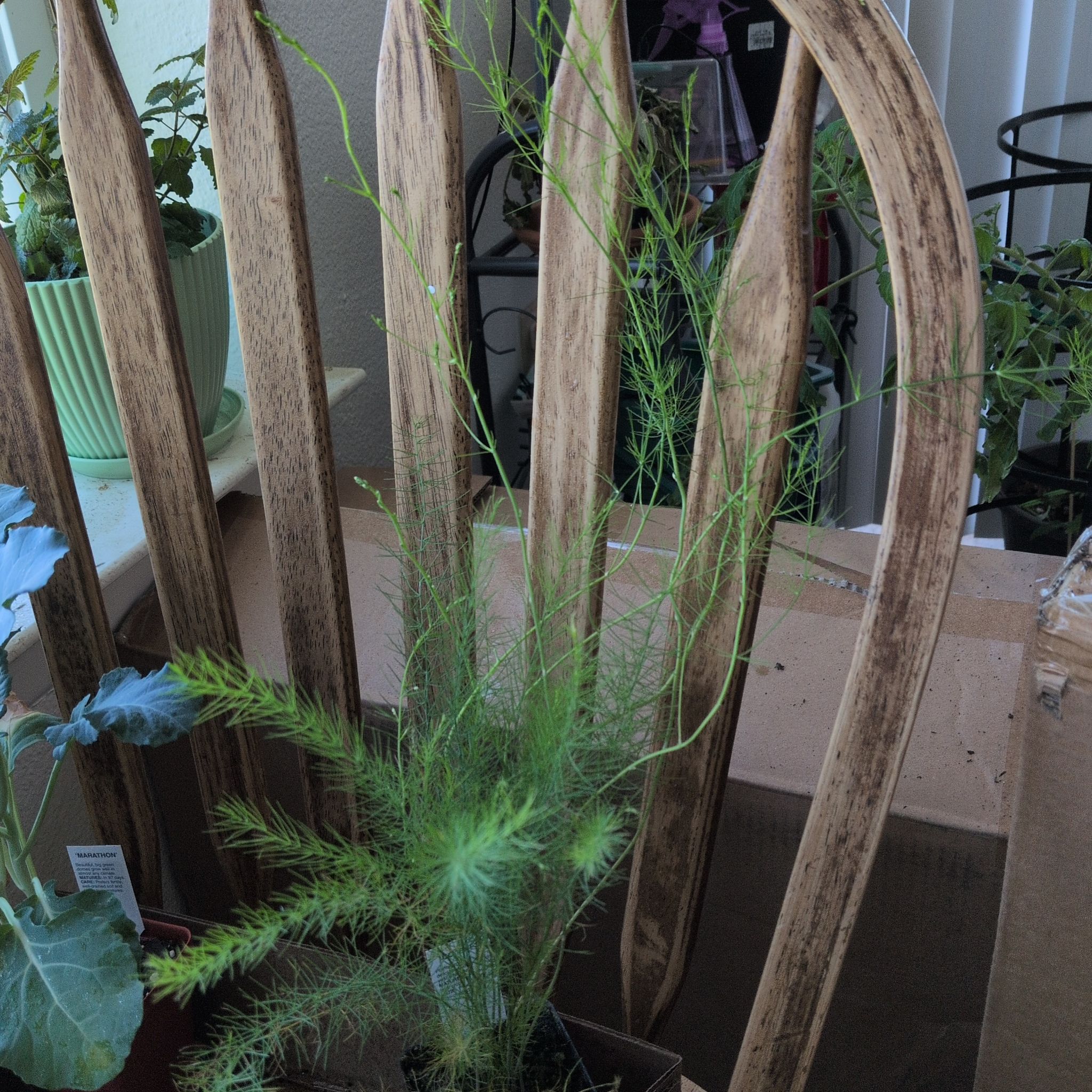 Photo of the plant species Garden Asparagus by @WinCactus76 named Sproutacus on Greg, the plant care app