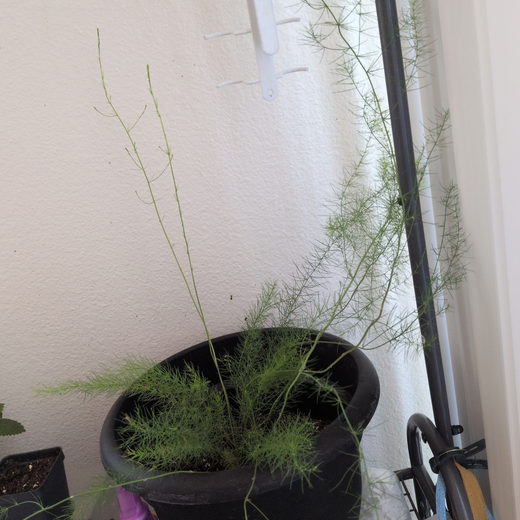 Photo of the plant species Garden Asparagus by @WinCactus76 named Sproutacus on Greg, the plant care app