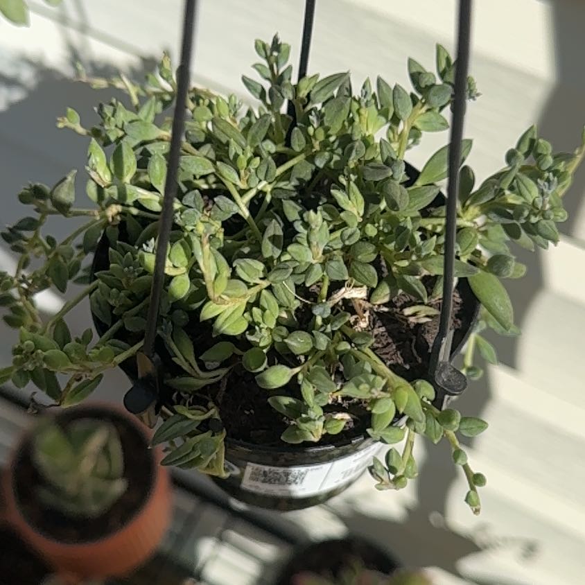 Photo of the plant species Raindrops by @HotParaderose46 named Dax on Greg, the plant care app