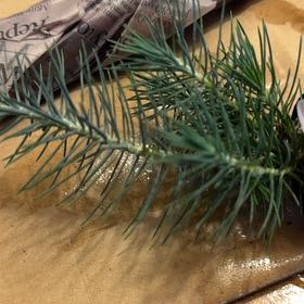 Photo of the plant species Blue Spruce by @BigAutumnfern88 named Morticia on Greg, the plant care app