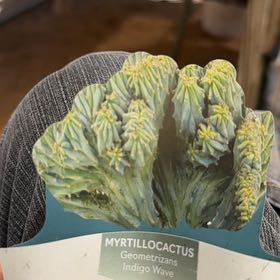 Photo of the plant species Myrtillocactus Crest 'Indigo wave' by @BigAutumnfern88 named Bodhi on Greg, the plant care app