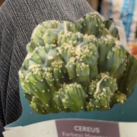 Photo of the plant species Ming Thing Cactus by @BigAutumnfern88 named Stella on Greg, the plant care app