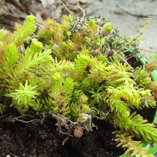 Photo of the plant species Lemon Ball Sedum by @ZingyTozzia15 named Valeria on Greg, the plant care app