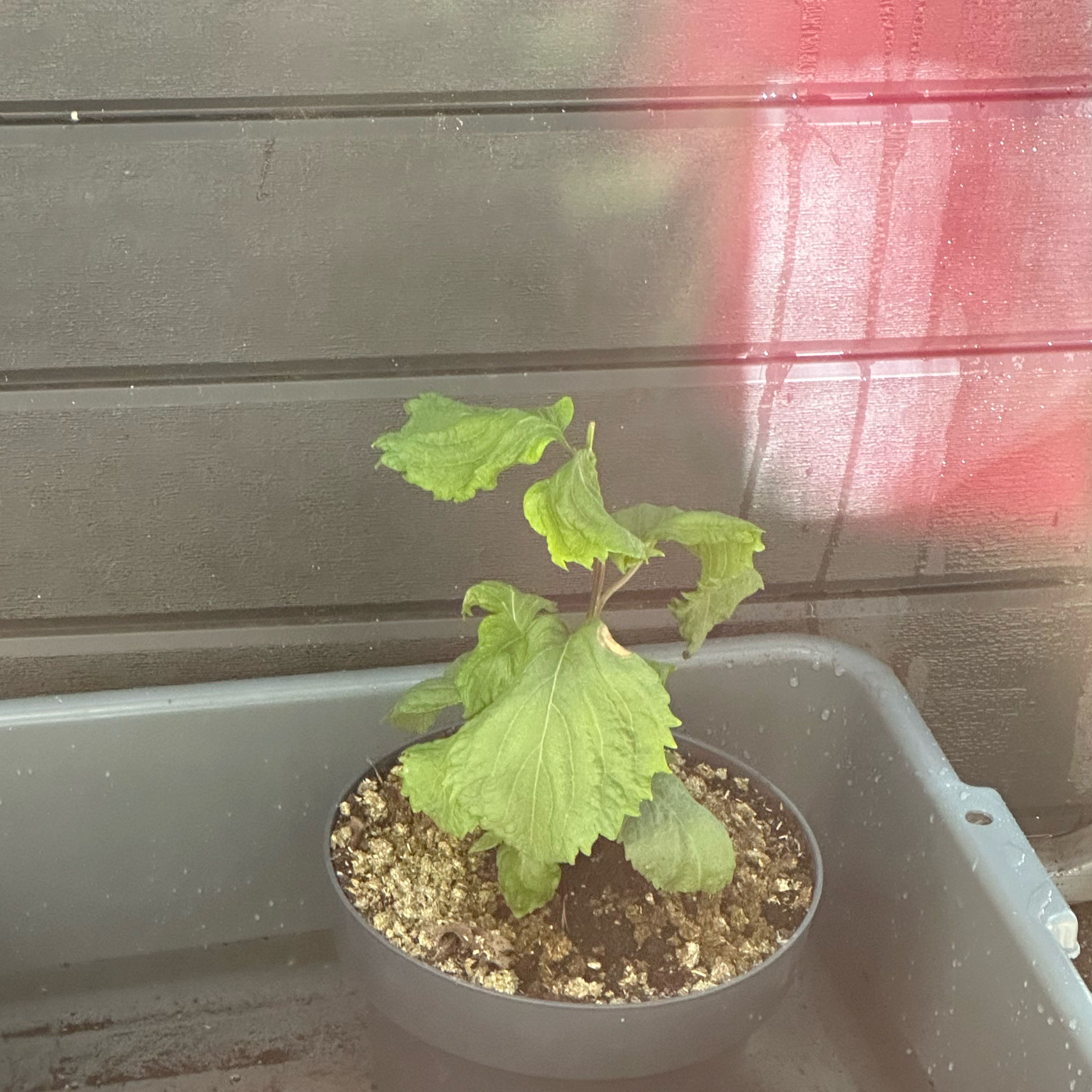 Photo of the plant species Shiso by @YeveFlaxsilk60 named Keanu Leaves on Greg, the plant care app