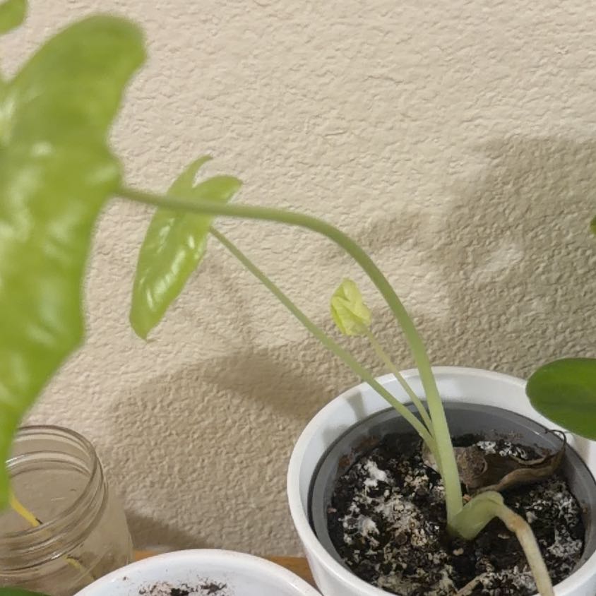 Photo of the plant species Var Dragon Scale by @GreatGageanator named Bella on Greg, the plant care app