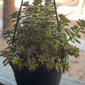 Photo of the plant species Sedum Shooting Star by @GreatGageanator named Delilah on Greg, the plant care app