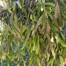 Photo of the plant species Weeping Willow by @FancyKonjac62 named Orlando Bloom on Greg, the plant care app