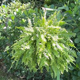Photo of the plant species False Indigo by @FancyKonjac62 named Gobi on Greg, the plant care app