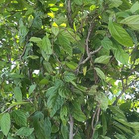 Photo of the plant species Indian Mulberry by @FancyKonjac62 named Sahara on Greg, the plant care app