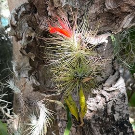 Photo of the plant species Tillandsia Erubescens by @FancyKonjac62 named Peter Parker on Greg, the plant care app