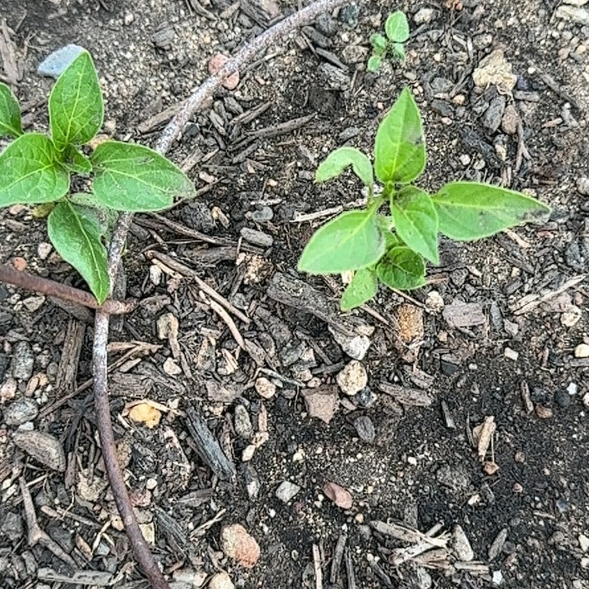 Photo of the plant species Straggler Daisy by @UniqueGuasca62 named Khaleesi on Greg, the plant care app