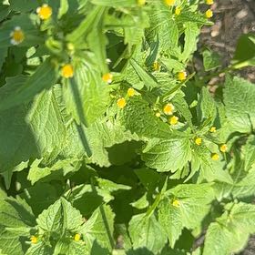 Photo of the plant species Hairy Galinsoga by @UniqueGuasca62 named Delilah on Greg, the plant care app